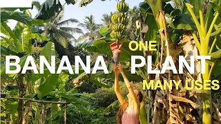 BANANAS 🍌 FROM FLOWER TO FRUIT / how I use all parts of the plant