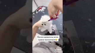 пумеранский мини микро, шпиц❤❤❤😍😍🥰 стришка после картинга😄😍