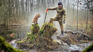 Бобры будут в шоке от того, что мы сделали. Хутор был весь в воде, пока мы их не потревожили.