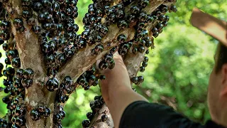 How They Harvest Tons of Rare Jaboticaba Grapes in Brazil