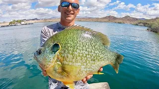 An ALMOST 4 POUND BLUEGILL!!!? (UNREAL)