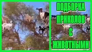 Приколы с Животными #15 😸 Подборка