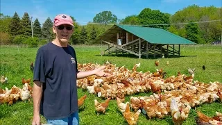 Joel Salatin Style Coops Updated with Best Nest Box