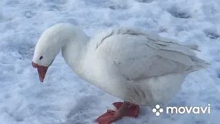 Все о Яйцекладке Гусей Линда/ Будет ли гусыня высиживать яйца