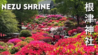 【東京】根津神社つつじ祭り〜皇居東卸苑の満開の つつじ2024 Beautiful Azaleas full Bloom in Nezu Shrine and Imperial East Garden