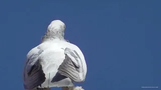 Весенние полёты. Голуби радуют.