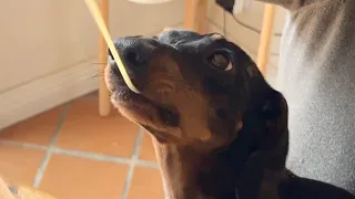 MY DOG IS A REAL PASTA LOVER ❤️
