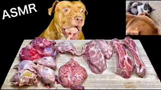 ASMR MUKBANG PITBULL EATING RAW FOODS CHICKEN HEAD SHEEP BRAIN PORK SPARERIBS VENISON LAMB