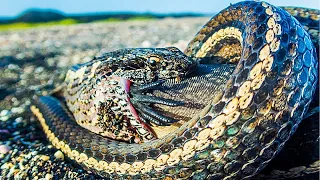 Top 13 der unheimlichsten Lieblingsspeisen von Schlangen