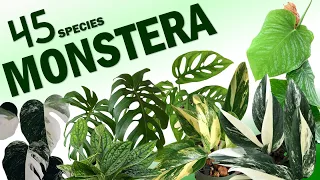 45 MONSTERA SPECIES (UPDATED VERSION 2021) | HERB STORIES