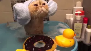 Кот принимает ванну / Cat Takes a Bath HD