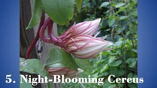 10 Flowers That Bloom at Night