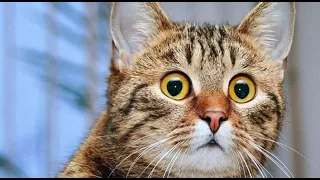 Смешное про животных|Приколы с котами| Видео про котов| Кошки|Позитив|Создай себе хорошее настроение