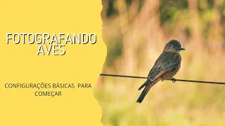 Como Fotografar Aves