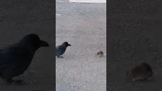 A strange relationship between a crow and a mouse mohammed oumer 531tube