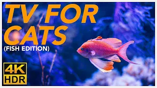 TV FOR CATS 📺 - 20 Hours of Underwater Fish Videos for Cats! (BIRD TV 4K)