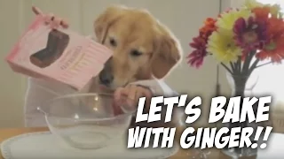 Cooking With Ginger -- golden retriever bakes a cake