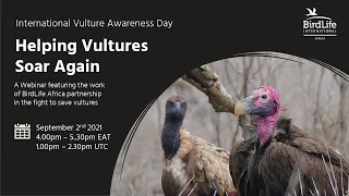 Helping Vultures Soar Again