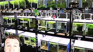Fish Room Expansion Tour to over 100+ Aquariums - Update