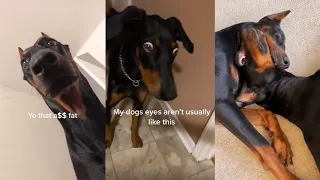 Dobermans of TikTok // Compilation #3