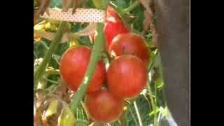 Гибрид арбуза с помидором