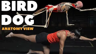 Bird Dog Exercise | Improve Your Core and Balance