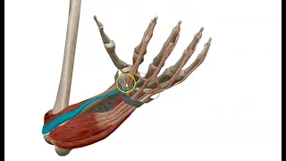 Muscles of Back of Forearm(1) - Superficial Group (3D) - Dr. Ahmed Farid