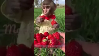 Monkey eating strawberry is so cute#Shorts #funny #youtubeshorts #viral #trendingshorts