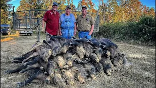 Trapped 40 wild hogs DESTROYING school property