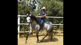 GAÑADOR TORRELUNA PRE Hengst stallion www.andalusier.com