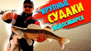 БОЛЬШИЕ СУДАКИ С БЕРЕГА / РЫБАЛКА В НОВОСИБИРСКЕ / ЛОВЛЯ СУДАКА ВЕСНОЙ.