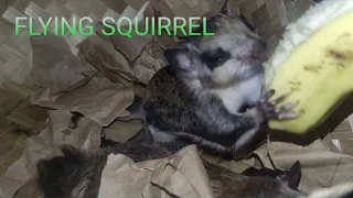 New Pet baby flying squirrel