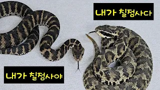 한국에서 가장 헷갈리는 살모사 (칠점사)비교영상#snake #독사 #살모사