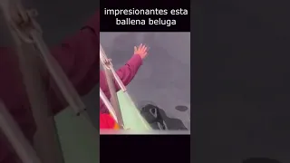 impresionante ballena pide ayuda a un humano para rescatar a su compañera