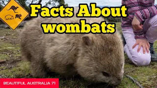The Wombats - Facts & Information | Beautiful Australia