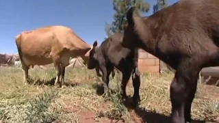 Cow Nurtures Three Buffalo Calves | Vet Safari | BBC Earth