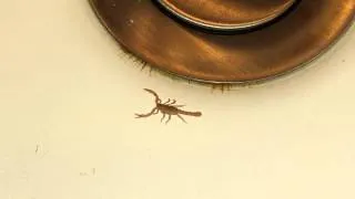 Smallest Scorpion Ever in our sink
