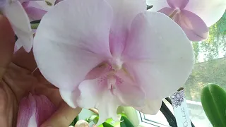 Орхидеи, пополнение коллекции Биг Липов