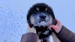 In the deserted snowy field with a temperature of minus forty degrees, they howled in agony!