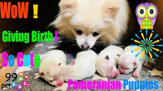 Pomeranian Dog Giving Birth To 4 Puppies ! Wow ,  Old Grandma Help Pomeranian Dog To Give A Birth !!