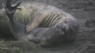 [Slo-mo] Elephant seal pup struggling to escape from juvenile elephant seal