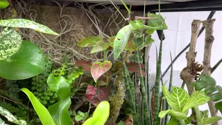 BioActive Terrarium - Preying Mantis