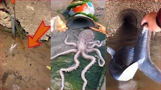 Catching Seafood 🦀🐙 Deep Sea Octopus (Catch Crab, Catch Fish) - Tik Tok #102