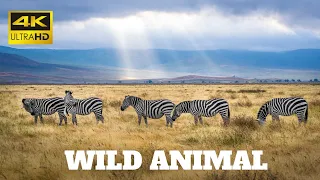 WILD ANIMAL | 4K HD VIDEO | ULTIMATE WILD ANIMAL COLLECTION