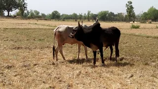 Nice cow and bull meeting try at village