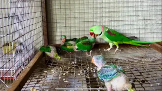 Parrot Talking Videos Competition - Talking Parrot Greeting baby parrot Competition - Raw baby