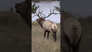 This is What an Elk Sounds Like! #shorts Elk Bugle During Rut