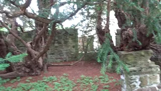 The Fortingall Yew - Perth & Kinross - Scotland - Aug 2020