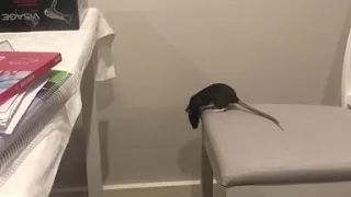 She thinks she can... Pet rat makes perfect leap!