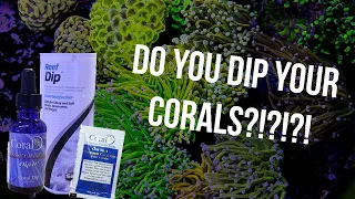 How We Dip Thousands Of Corals Every Month!